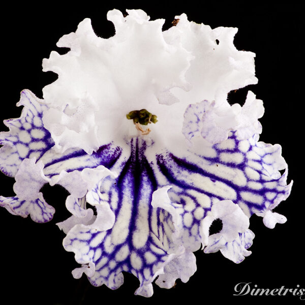 ds_824__382