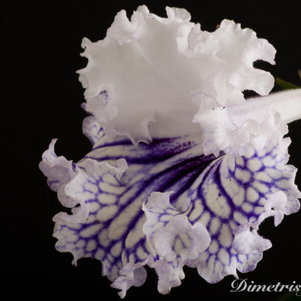 ds_824__547