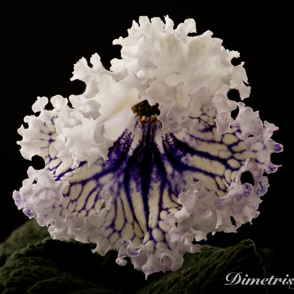 ds_824__635