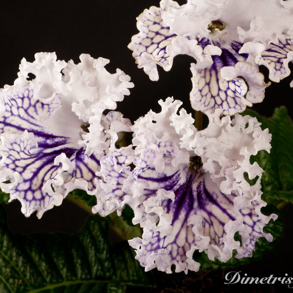 ds_824__918