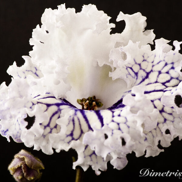 ds_824___938