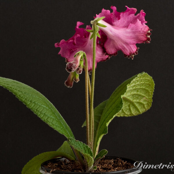 ds_857__102
