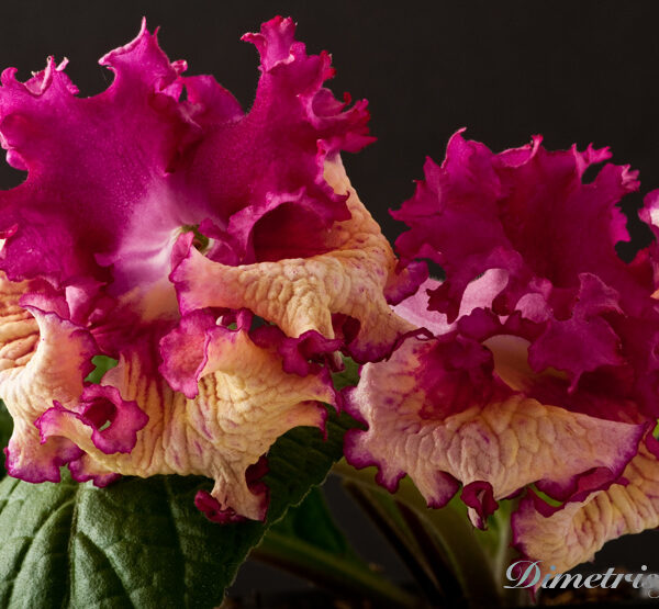 ds_857__163