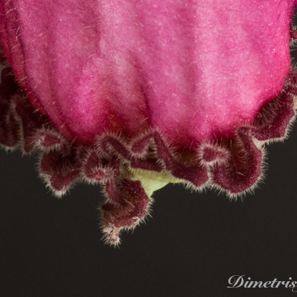 ds_857equalequal__196