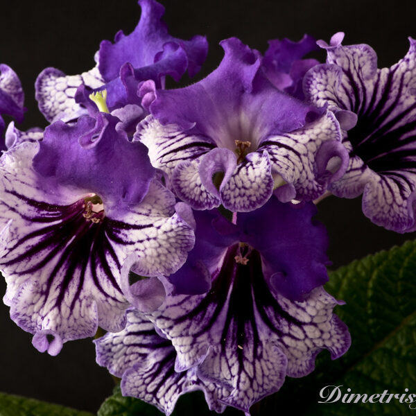 ds_858__108