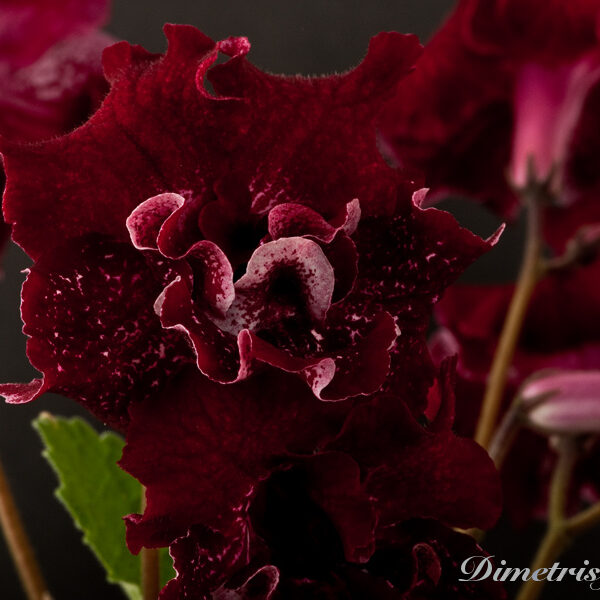 ds_869__124