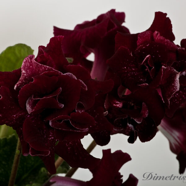 ds_869___148