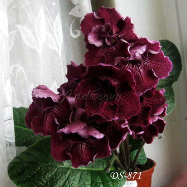 ds_871__836 ds_871__836