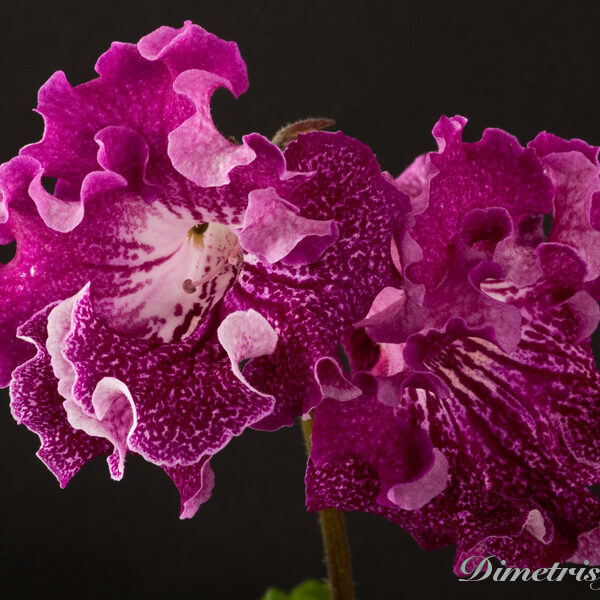ds_882_117