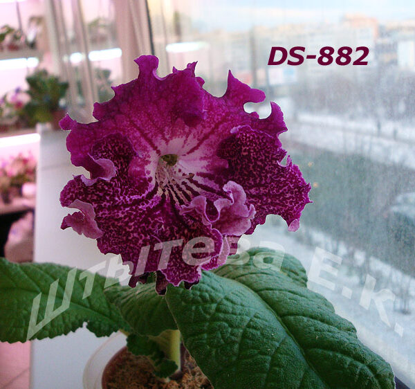 ds_882_187