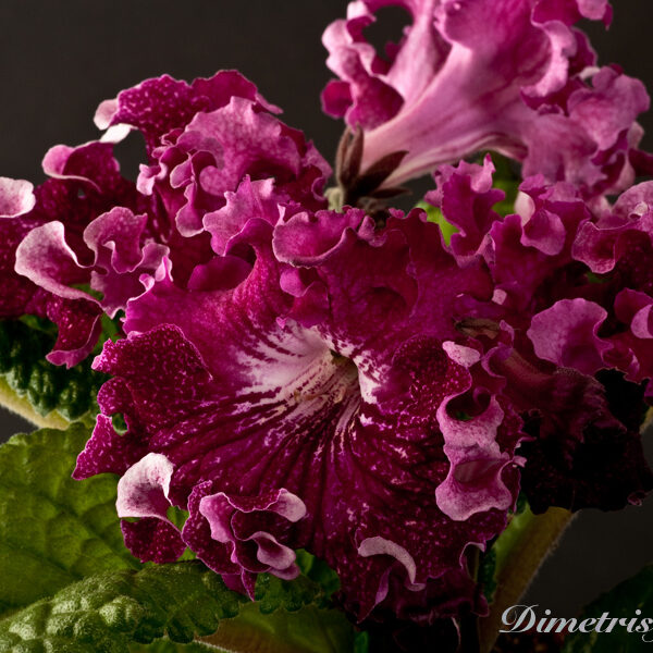 ds_882__103