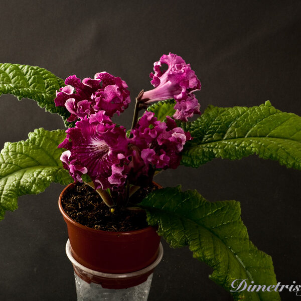 ds_882_ae_141