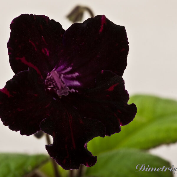 ds_892__124 ds_892__124