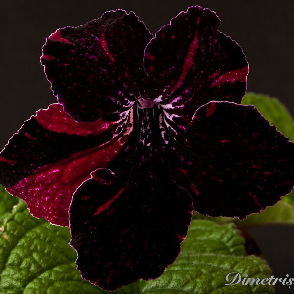 ds_900__199