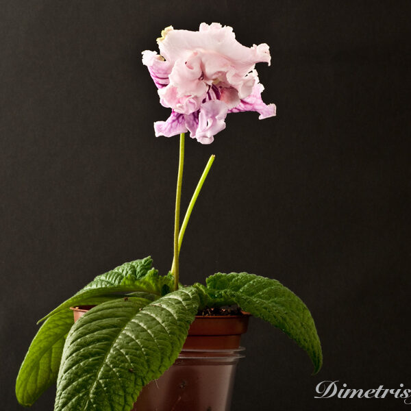 ds_904_111