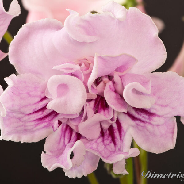 ds_904__107