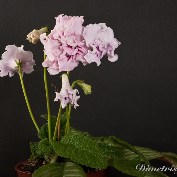 ds_904__161
