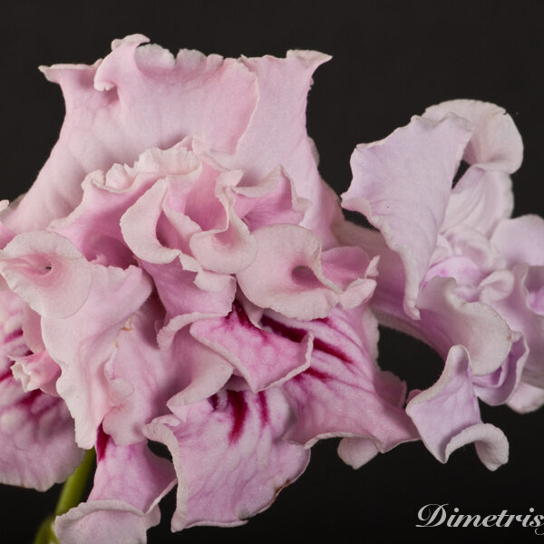 ds_904___634