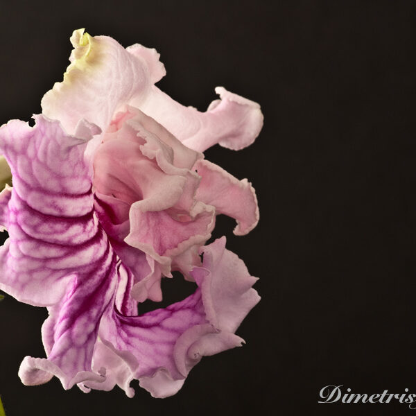 ds_905_ae_210