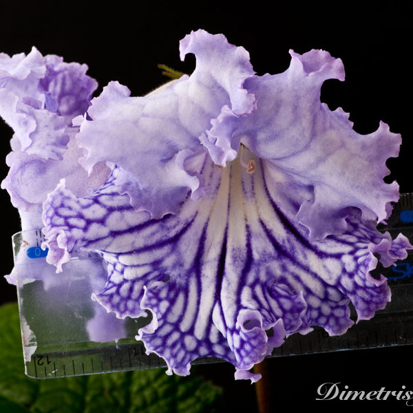 ds_942__212