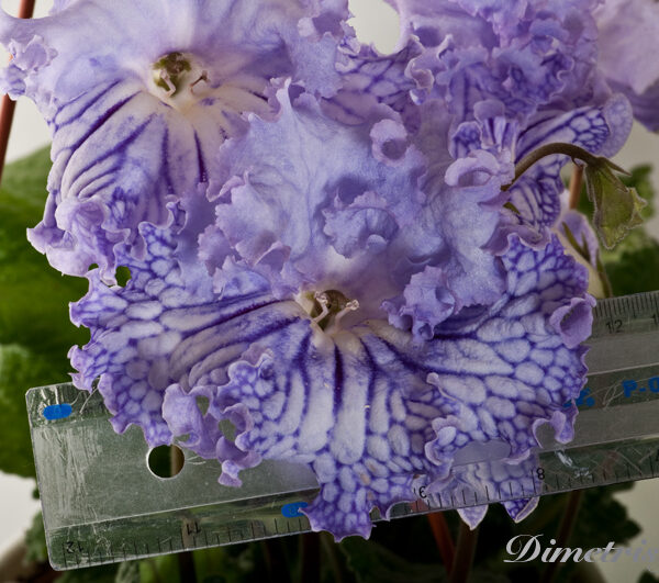 ds_942__613
