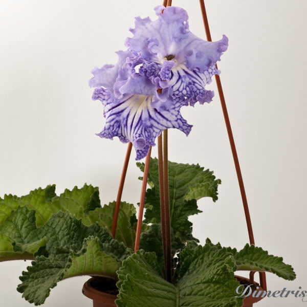 ds_942__809
