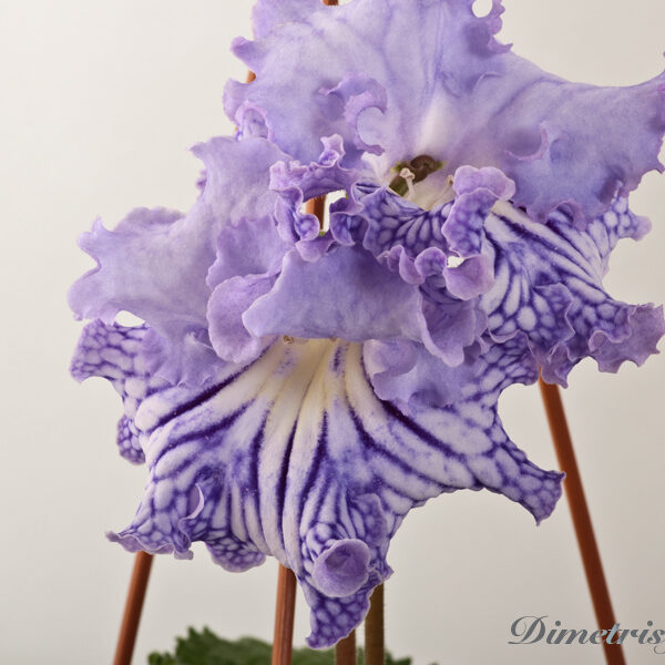 ds_942___253