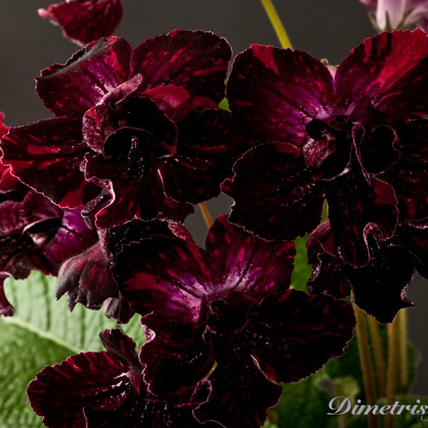 ds_950_ae_501