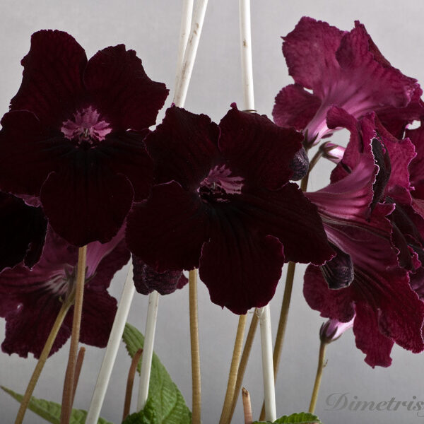 ds__12_ae_127 ds__12_ae_127