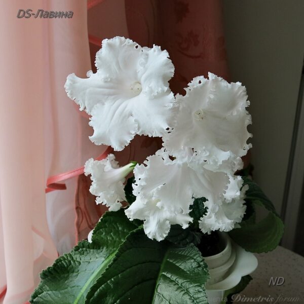 ds__166