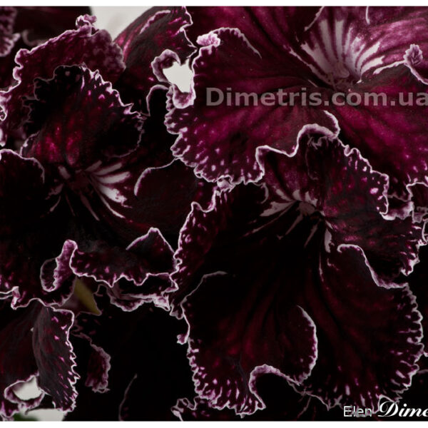 ds__1_128