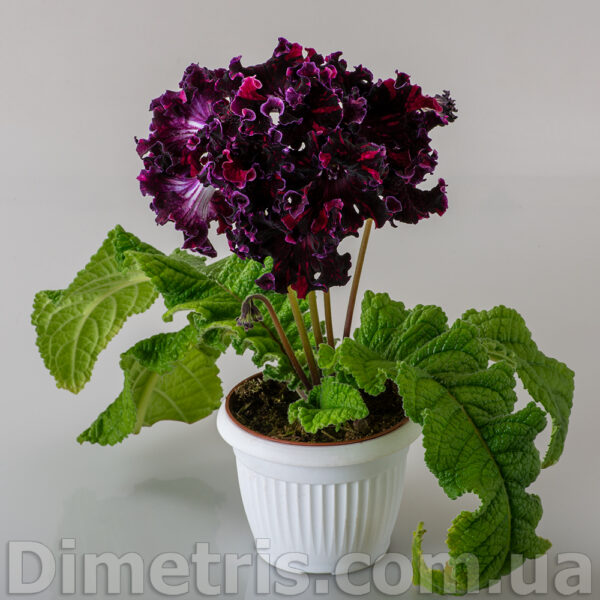 ds__1_202 ds__1_202