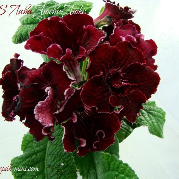 ds__1_2_932