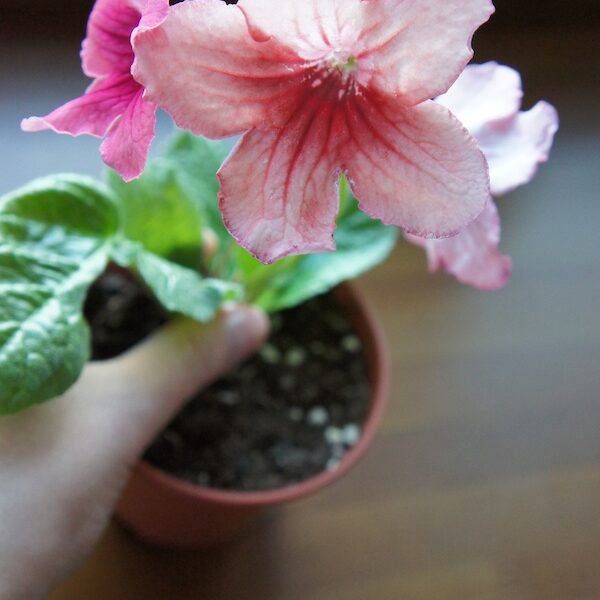 SONY DSC