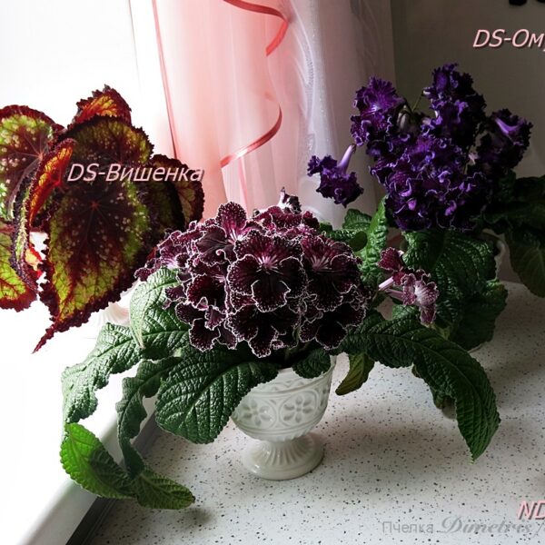 ds__1_605