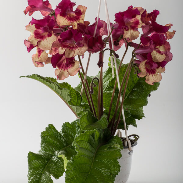 ds__2014_132