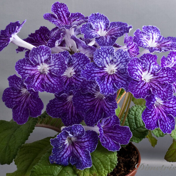 ds__25_ae_167