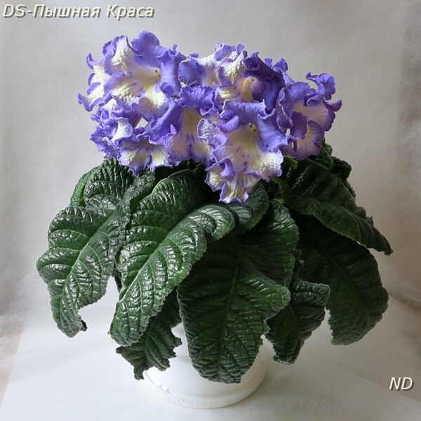 ds__2_193