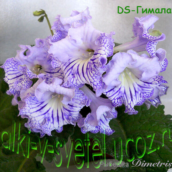 ds__337
