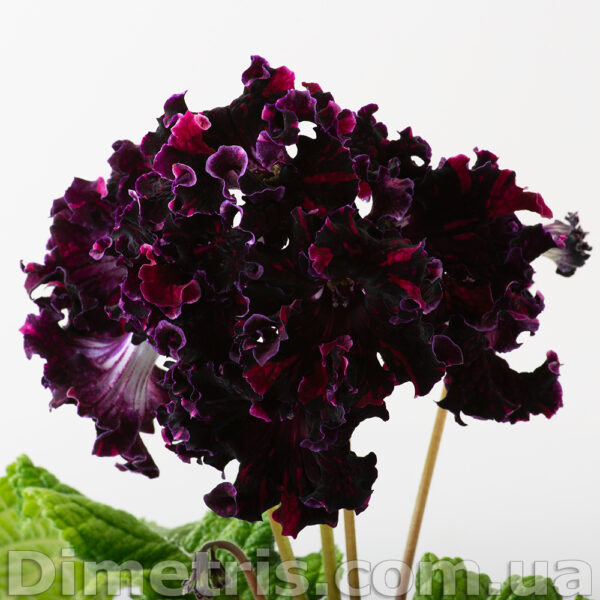 ds__3_117 ds__3_117