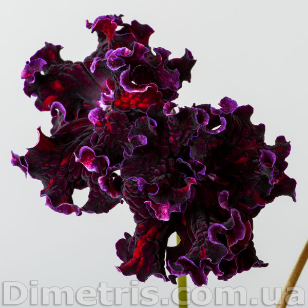 ds__4_207 ds__4_207