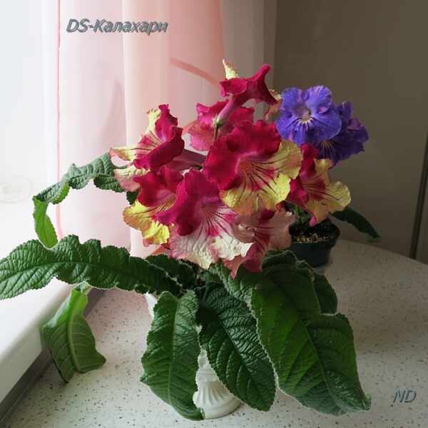 ds__852