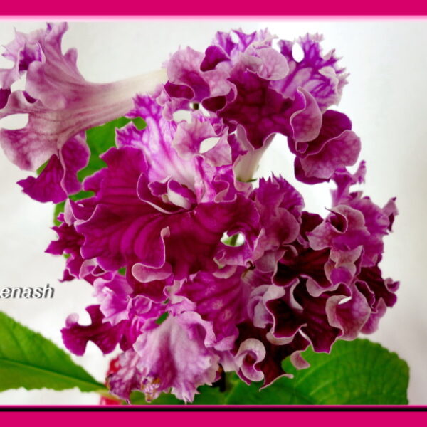 ds__87_562