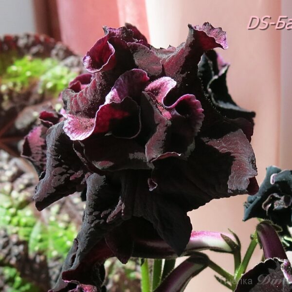 ds__942