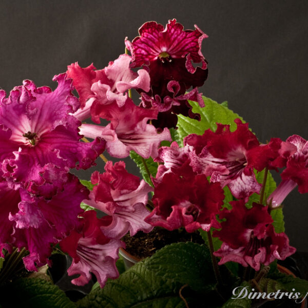 ds__943_964_1012_278