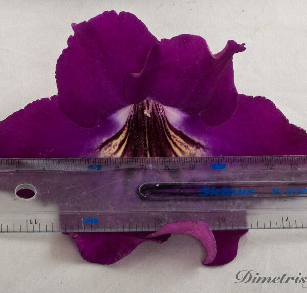 ds___145_115