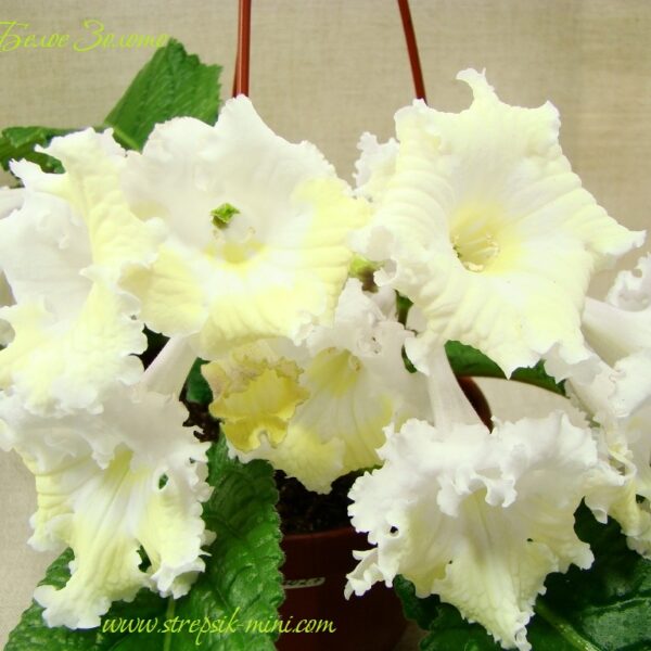 ds___177-1 ds___177-1