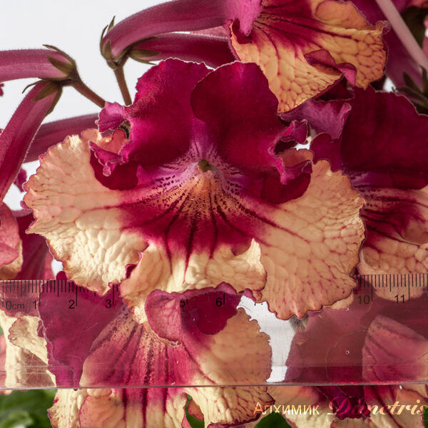 ds___2014_210