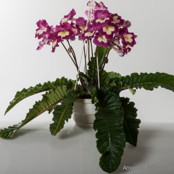 ds___2014_989