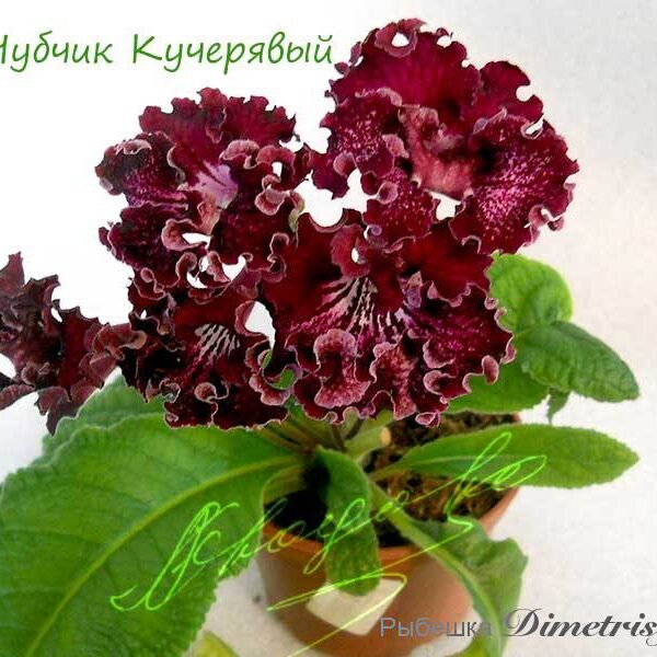 ds___973